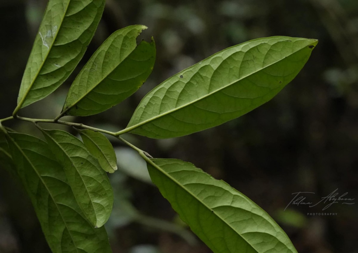 Diospyros walkeri (Wight) Gürke